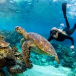 lady elliot island snorkelling with turtles