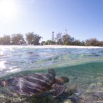 lady elliot island turtle at lighthouse