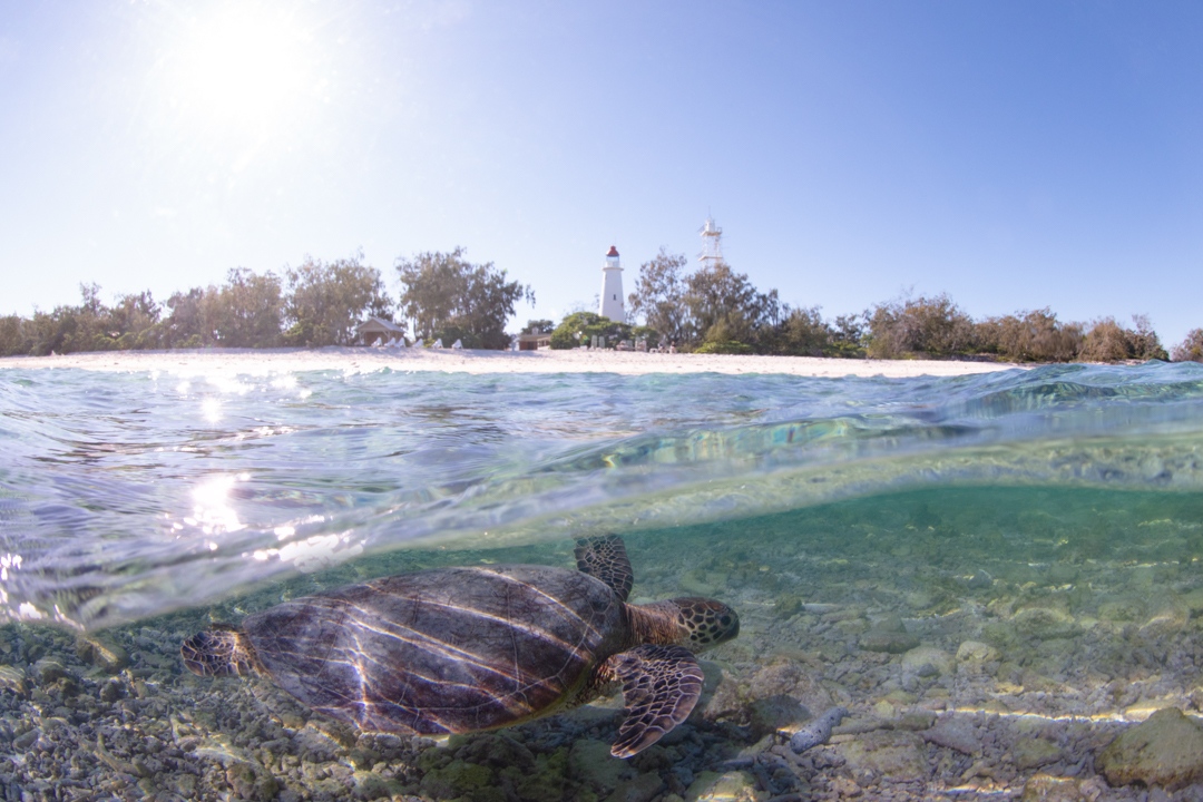 lady elliot island turtle at lighthouse
