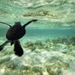 lady elliot island turtle hatchling 1