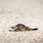 lady elliot island turtle hatchling