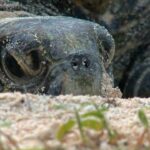 lady elliot island turtle nesting