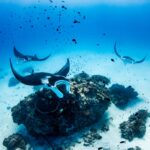 manta ray cleaning station