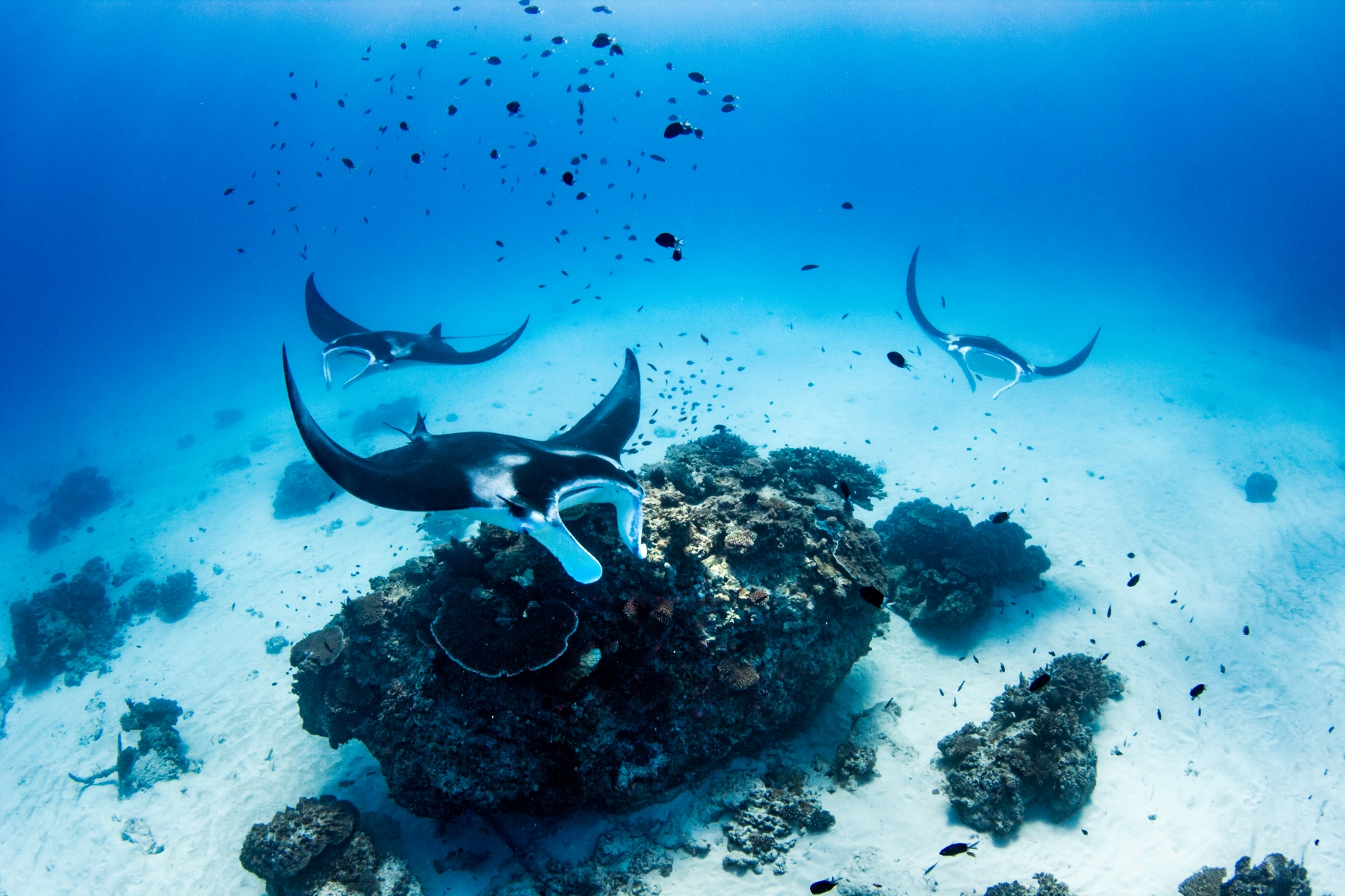 manta ray cleaning station