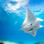 manta ray lighthouse sandys jeremy somerille