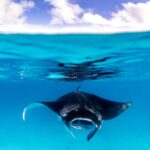 manta ray snorkelling