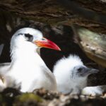 red tailed tropic bird