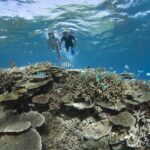 lady elliot island