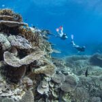 lady elliot island