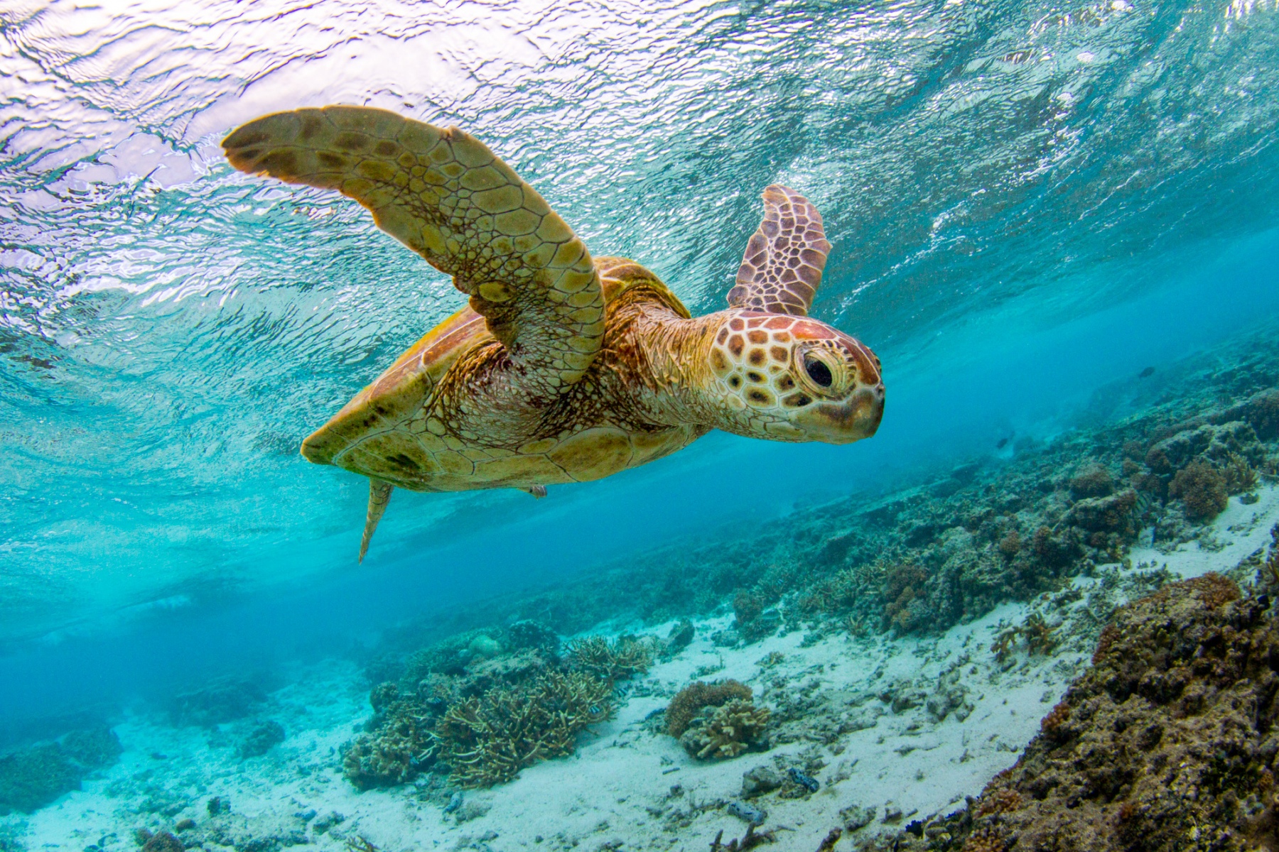 turtle in the lagoon