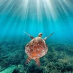 heron island 19
