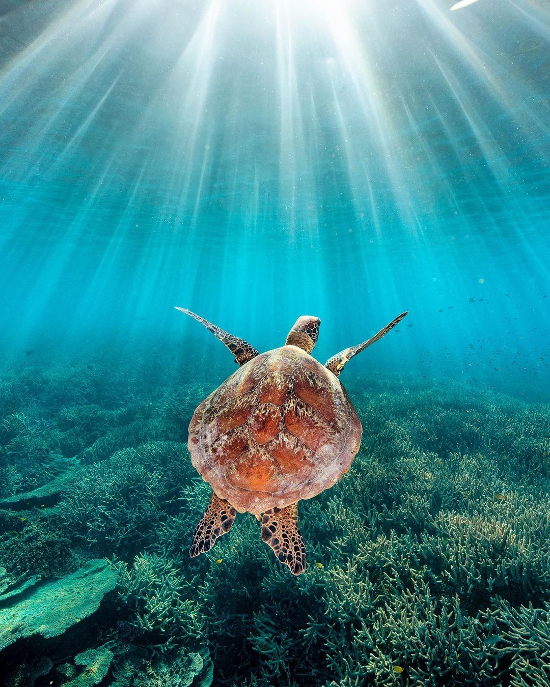 heron island 19