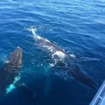 whale watching bundaberg 3