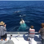 whale watching bundaberg 4