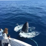 whale watching close up